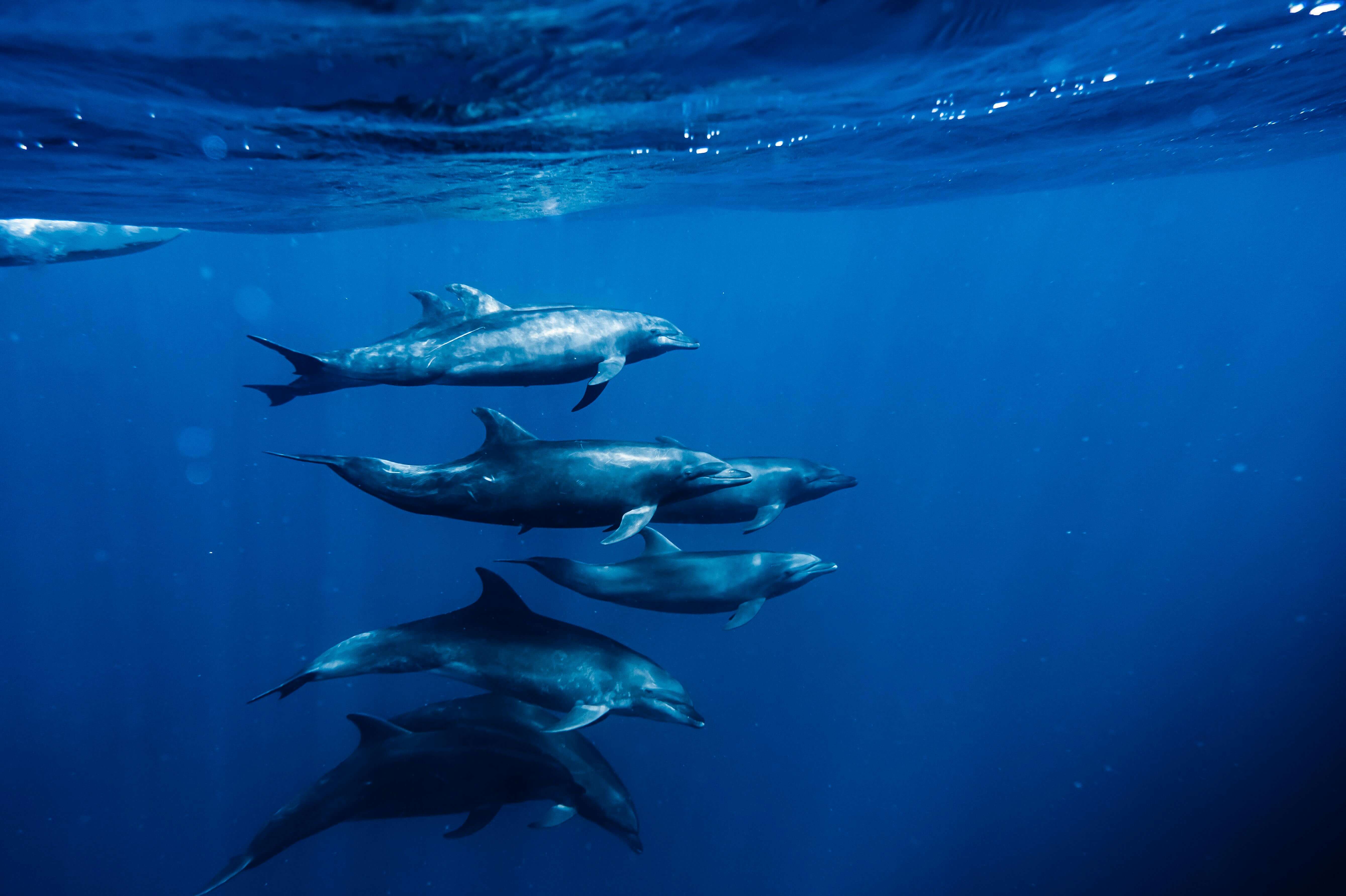 Dolphin House VIP Snorkeling Tour Hurghada