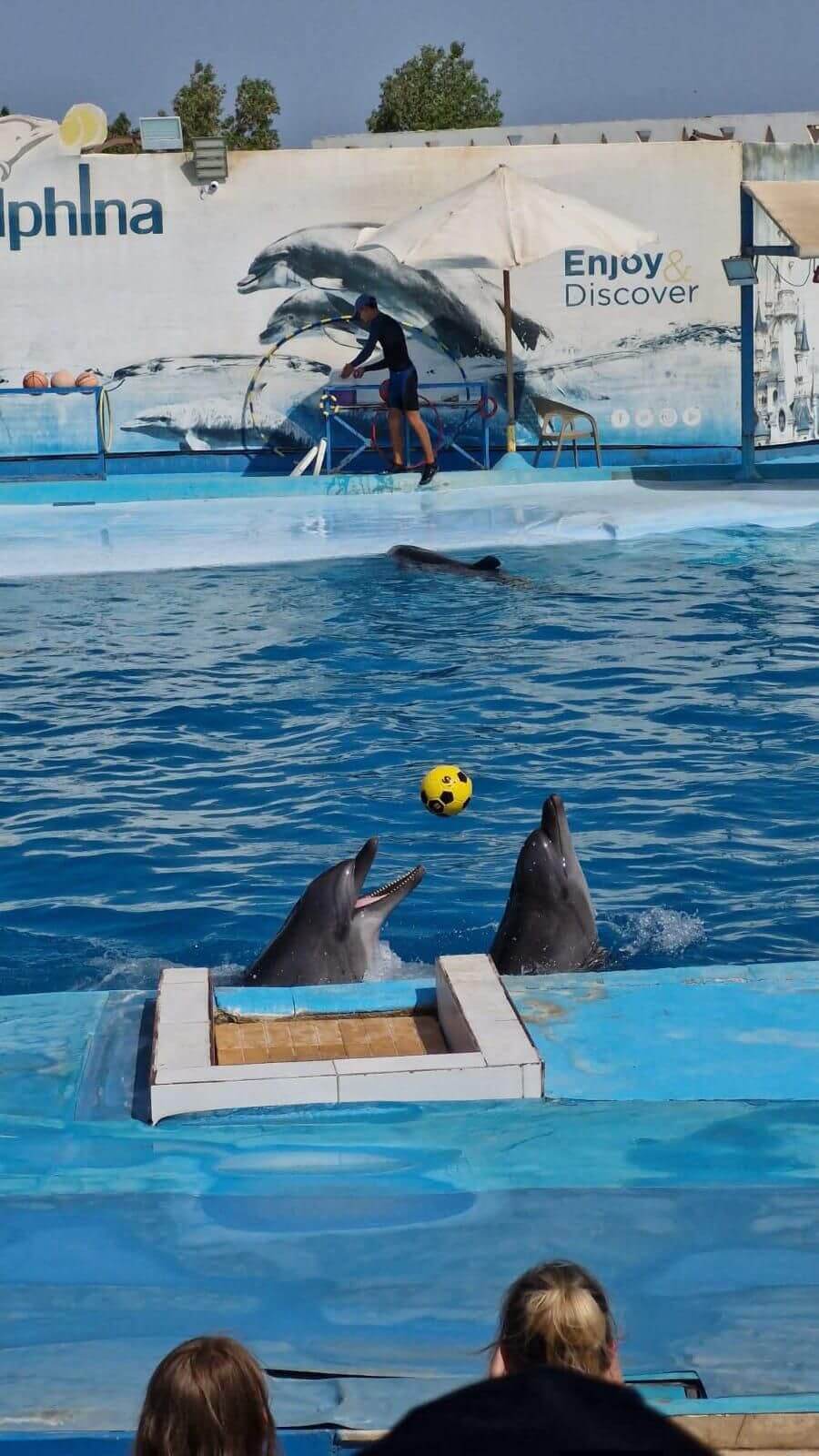 Dolphin Show Family Holiday Activity Hurghada