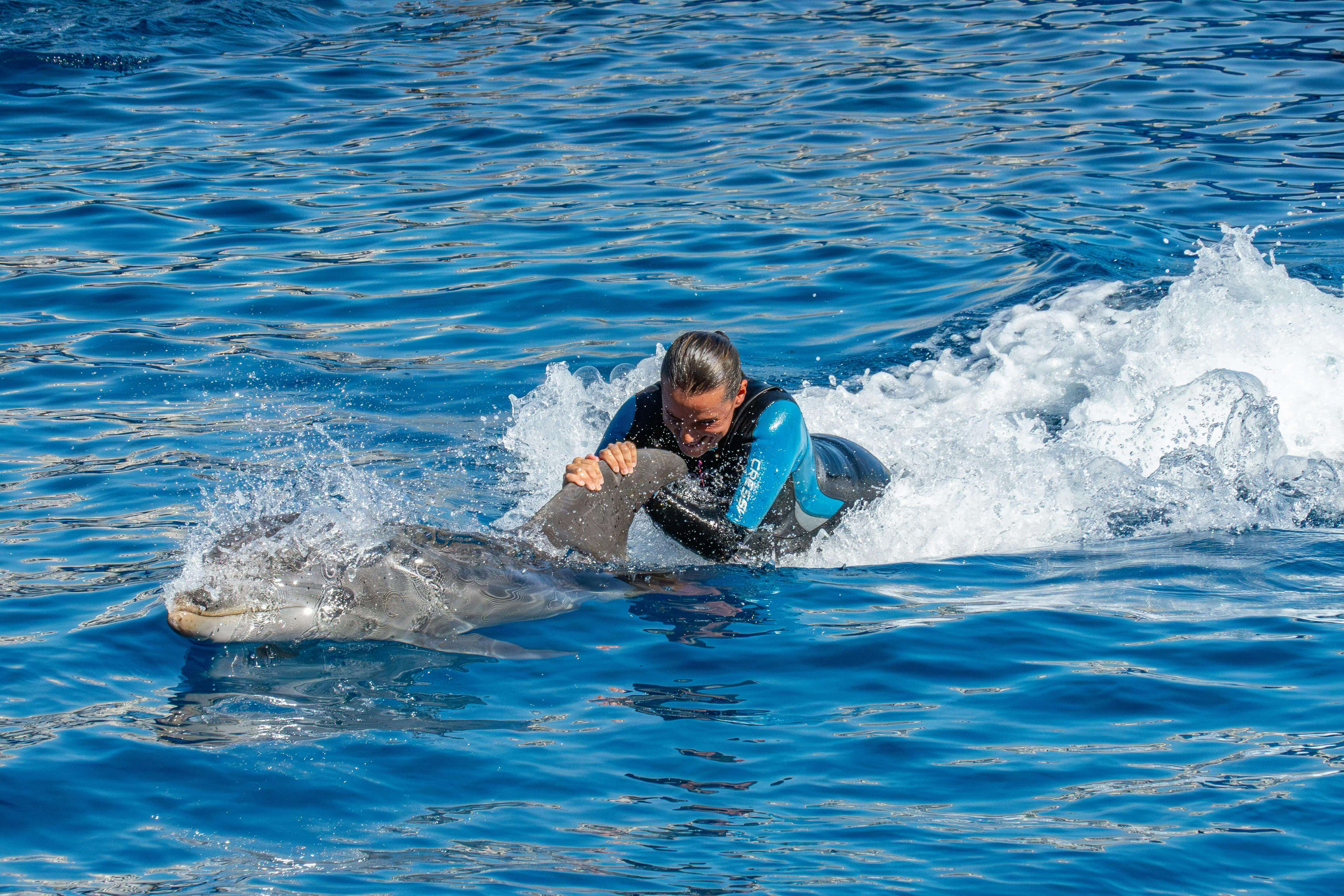 Swim With Dolphins Experience Hurghada