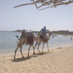 Abu Dabbab: żółwie i diugonie 2
