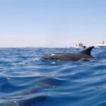 Dolphin House 2