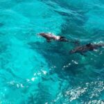 Dolphin House 3