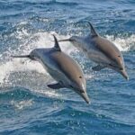 Dolphin House VIP 2