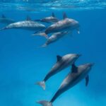 Dolphin House VIP 3