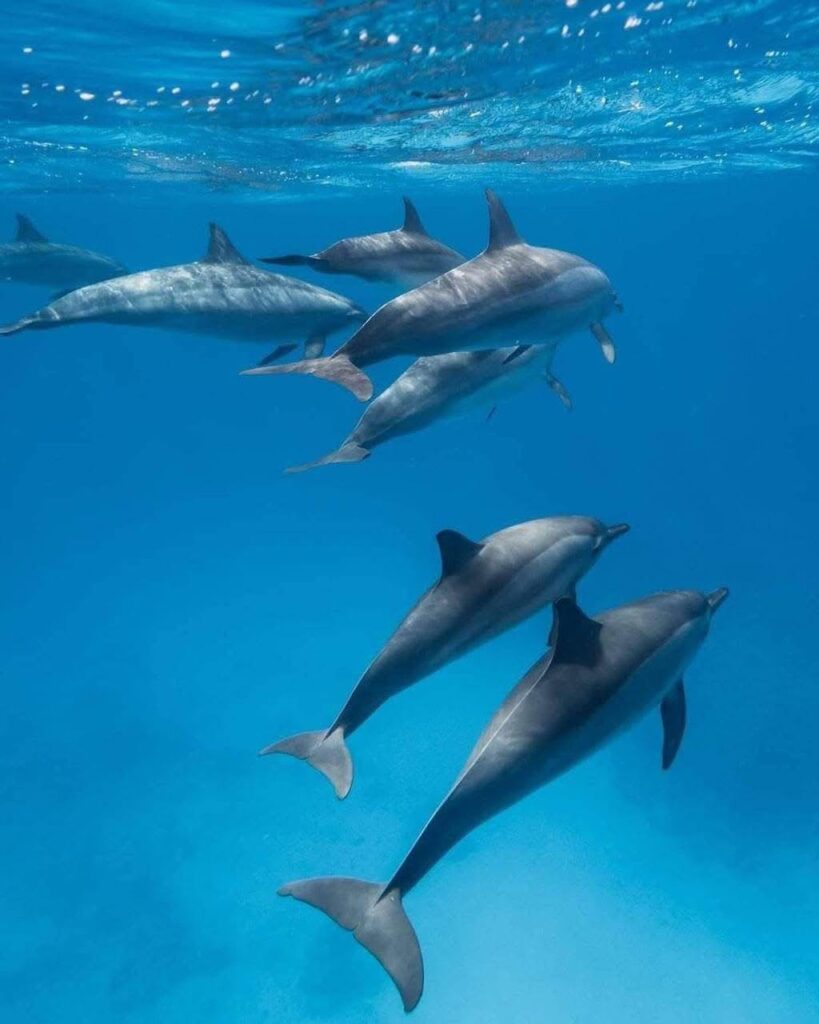 Dolphin House VIP (11/13)