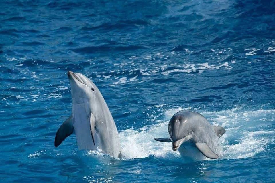 Dolphin House VIP (7/13)